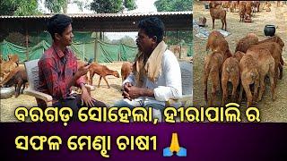 ବରଗଡ଼ ସୋହେଲା, ହୀରାପାଲି ର ସଫଳ ମେଣ୍ଢା ଚାଷୀ //ଆସନ୍ତୁ ଦେଖିବା 🙏