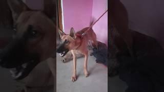 Dog 🐕 #Viral video  #doglover #डग ##dogs #music #dogshorts #like #phonk #love 🐕🐕🐕🐕🐕🐕👍#Dog #beats 👍👍👍