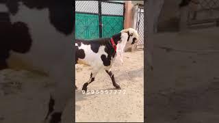 Top Quality Hyderabadi Breeder NTR Line Metro Goat Farm Aurangabad Imtiyaz 9595557772