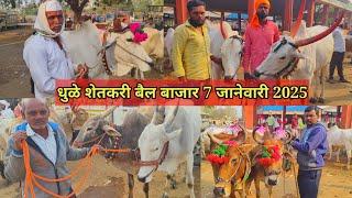 धुळे बैल बाजार live 🔴 7 जानेवारी 2025 || Dhule Bail Bajar