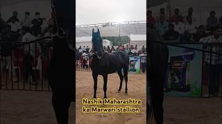 दमदार और खूबसूरत मारवाड़ी घोड़ा | Nashik Maharashtra Stud Farmll