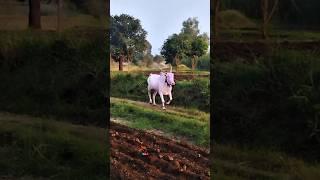 Mudhol race bulls|| ಮುಧೋಳ ಮರಿಹುಲಿ ಮಾದ್ಯಾ.🚩👑