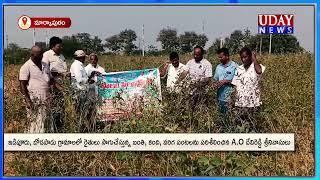 రైతులు సాగుచేస్తున్న బంతి, కంది, వరిగ పంటలను పరిశీలించిన A.O దేవిరెడ్డి శ్రీనివాసులు