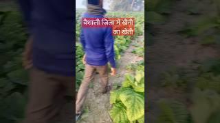 वैशाली जिला में खैनी का खेती