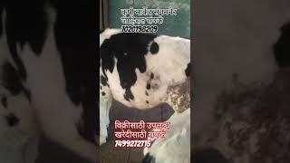 कृषी मार्केट संगमनेर 🙏.                     जाहिरात करण्यासाठी संपर्क 7020198209