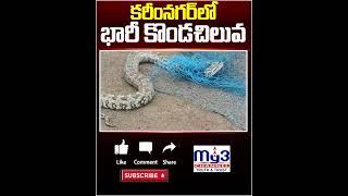 కరీంనగర్ లో భారీ కొండచిలువ | శాతవాహన యూనివర్సిటీ గ్రౌండ్ లో కొండచిలువ హాల్ చల్ | Python | MY3 NEWS |