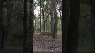 Bandhavgarh national park 🏞️