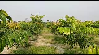 Village Farm Barpeta