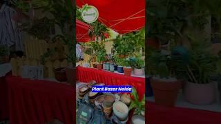 नोएडा का प्लांट बाज़ार 😱 Plant Bazar Noida 🪴