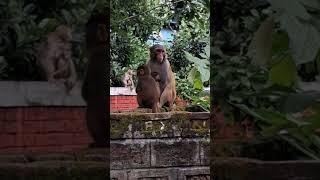 Monkey 🐒 (Tingkhong, Dibrugarh, Assam...)