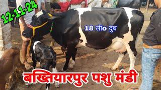 बख्तियारपुर पशु मंडी / baktirpur pashu mandi / cow market / Hf cow market  / Best cow market