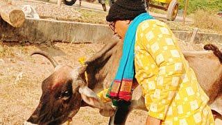 गौ कथा || गाडरवारा || #goumatarastmata #गौ माता राष्ट्र माता #गौशाला गौशा