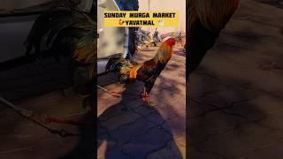 Sunday Murga Market Yavatmal🐓 Bird🕊️Market YAVATMAL 😍