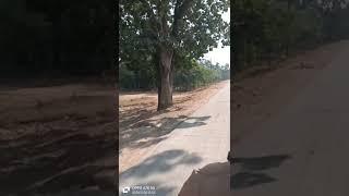 Singrauli to Sarai