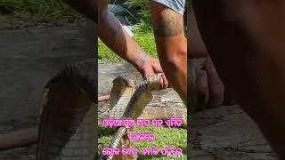 ଦଶପଲ୍ଲା ରେ king cobra ଦେଖନ୍ତୁ