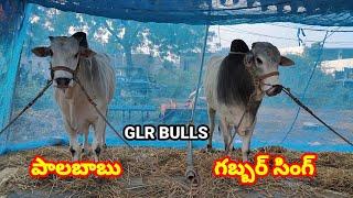 GLR BULLS గరికిపాటి లక్ష్మయ్య చౌదరి గారు పెద్దగొట్టిపాడు గ్రామం ప్రత్తిపాడు మండలం గుంటూరు జిల్లా