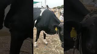 गाय 🐄 विकणे आहे मित्रांनो पाटोदा बैल बाजार रविवारी सकाळी तालुका जिल्हा उस्मानाबाद