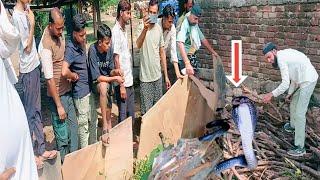 श्योपुर जिले के ग्राम ननावद में घर के पास पड़ी पुरानी लकड़ीयों में होकर दीवार में घुसा कला सांप