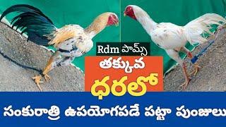 భీమవరం మెట్టడం కోడిపుంజు #bimavaram #Rdm formes