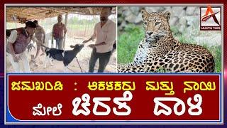 ಜಮಖಂಡಿ : ಆಕಳಕರು ಮತ್ತು ನಾಯಿ ಮೇಲೆ ಚಿರತೆ ದಾಳಿ. AGASTYA TIMES | CHITA | JAMAKHANDI