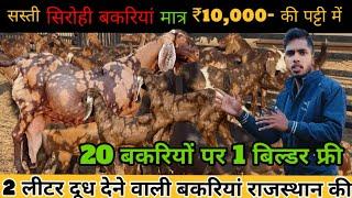 ₹10000 सिरोही बकरी/-How to start goat/farming |(India's largest goat farming)Ask goat farm ajmer