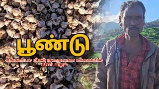 கொடைக்கானல் மலை பூண்டு | Kodaikanal malai poondu மலைப்பூண்டு - health benefits | Kodaikanal Garl