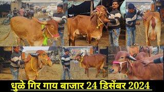 धुळे गीर गाय बाजार live 🔴 24 डिसेंबर 2024 || Dhule Girgaay Bajar 📞 8080904073