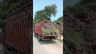 ஆம்பூர் சான்றோர் குப்பம் தொடக்க வேளாண்மை கூட்டுறவு கடன் சங்கம் மூலமாக ரேசன் பொங்கல் கரும்பு