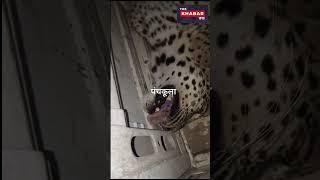 पंचकूला के झूरी वाला के पास  कार की चपेट में आने से तेंदुए की मौत ,वीडियो हुआ वायरल