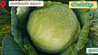 ಸೆಂಟ್ರೊ ಎಲೆಕೋಸು ಬೆಳೆದ ಚಿತ್ರದುರ್ಗ ರೈತ