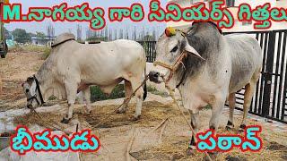 M నాగయ్య గారు PRపల్లి గ్రామం ప్యాపిలి మండలం నంద్యాల జిల్లా వారి సీనియర్స్ గిత్తలు