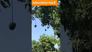 हापुस आम का पेड़ ( देवगड , कोंकण ) | Mango tree