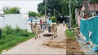 రైతు "పట్టాపు లాజర్ గారి" 13నెలలు కొడెలు, రేటు 90,000,76749 29968, రావిపాడు , నరసరావుపేట, పల్నాడు