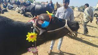 #गढ़ाकोटा पशु मंडी का नया वीडियो ।। #desi cow dairy farm in India #murrah buffalo farm #hf_cow farm🤫