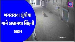 Bagasara ના લુંધીયા ગામે ડાલામથા સિંહની લટાર|CITY WATCH NEWS