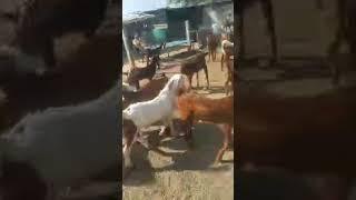 Highlight live update ! सिरोही गुजरी अजमेरी नसल की शानदार बकरा बकरिया अब उपलब्ध है ! farming goat's