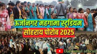 मरांग दाय सोहराय पोरोब 2025 || उर्जानगर महगामा -urjanagar mahagama Sohrai video 2025