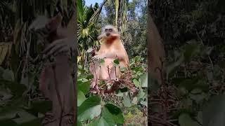 Will get Golden langur at Ujan Rabhabasti near Bongaigaon, Assam//