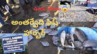 Antarvedi Fish Market | konaseema| East Godavari |