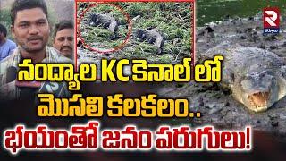 నంద్యాల KC కెనాల్ లో మొ*సలి కలకలం..! | Cr*c*dile In Nandyal Pamulapadu KC Canal | RTV Kurnool