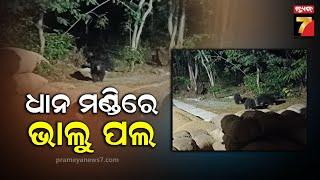 Bear Terror | ଜୟପାଟଣା ଖଲିଆଭଟା ଧାନ ମଣ୍ଡିରେ ଭାଲୁ ପଲ | PrameyaNews7