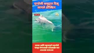 दापोली समुद्रात दिसू लागले डॉल्फिन 🐬🐬🐬🐬