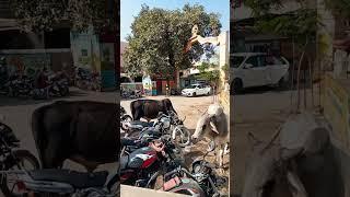 बस स्टेंड जैतारण # short# video#