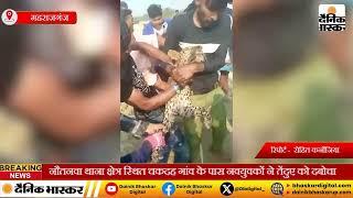 Maharajganj :नौतनवा थाना क्षेत्र स्थित चकदह गांव के पास नवयुवकों ने तेंदुए को दबोचा