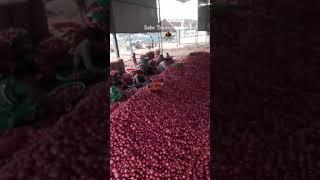 Sabr Traders Nashik Onion 🌰 / नाशिक प्याज