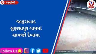 #amreli | જાફરાબાદ લુણસાપુર ગામમાં સાવજો દેખાયા | Divyang News |