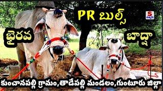 PR Bulls || భైరవ - బాద్షా  || Kunchanapalli || Tadepalli || Guntur || SNews || Ongole Gittalu ||