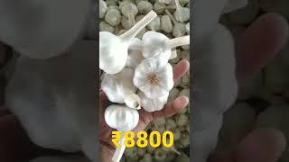 दलोदा मंडी भाव|दलोदा मंडी का लहसुन का भाव