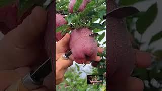 Delicious red apple cutting - Farm fresh ninja fruit cutting videos