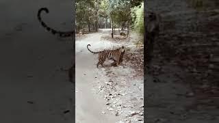 एक शिकारी कभी भी अपने शिकार को नहीं छोड़ता । Bandhavgarh